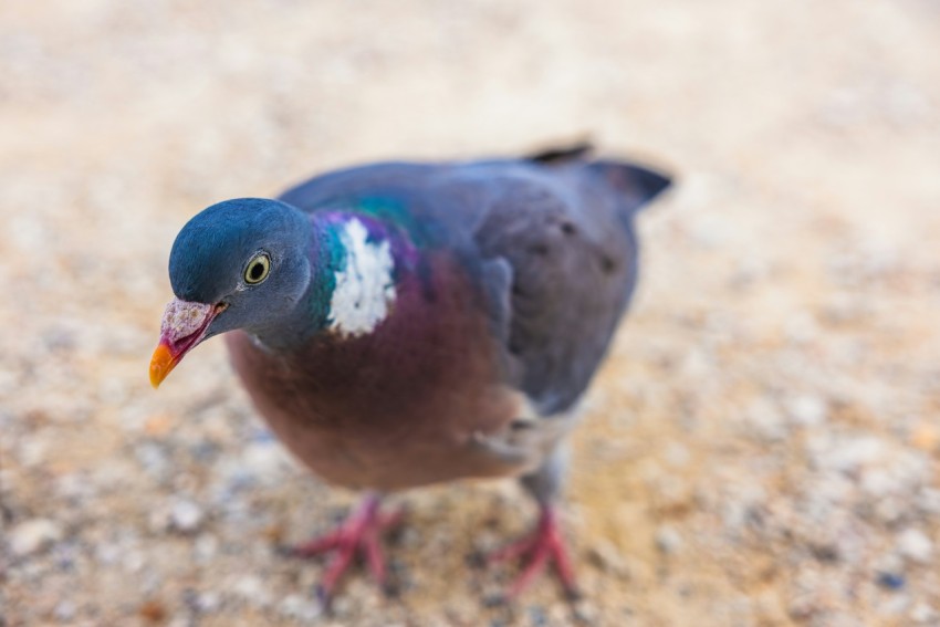 a bird with a colorful beak standing on the ground