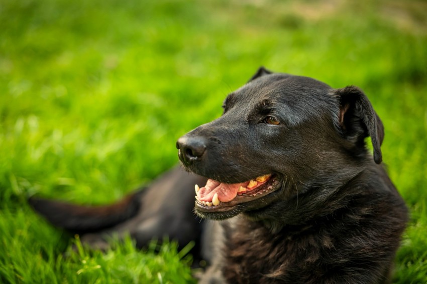 a black dog laying on top of a lush green field