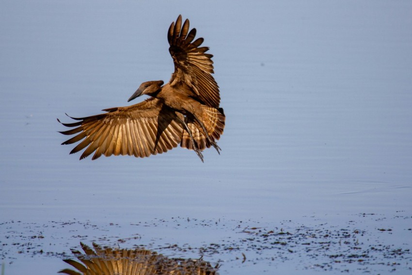 a bird flying over a body of water _itM0