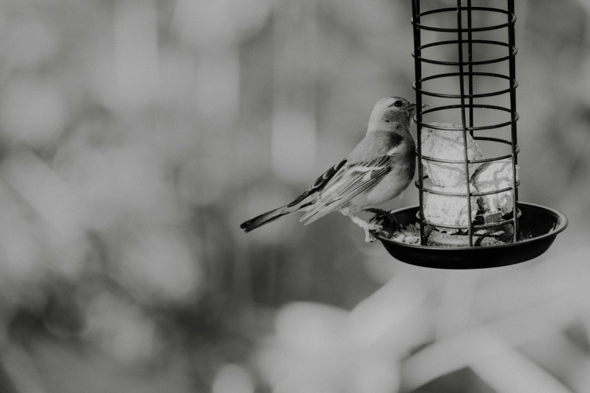 a black and white photo of two birds on a bird feeder