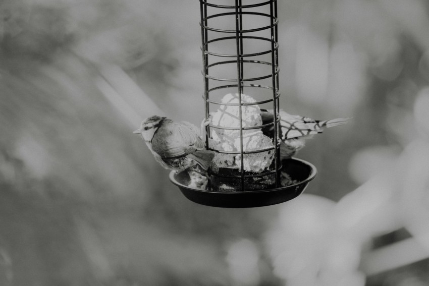 a black and white photo of a bird feeder ya9r6M