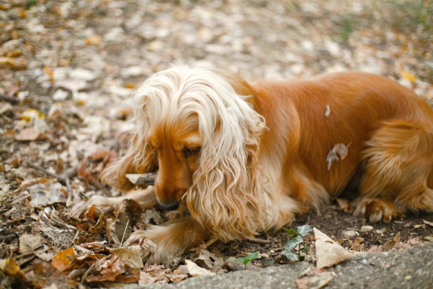 a brown dog laying on top of a pile of leaves