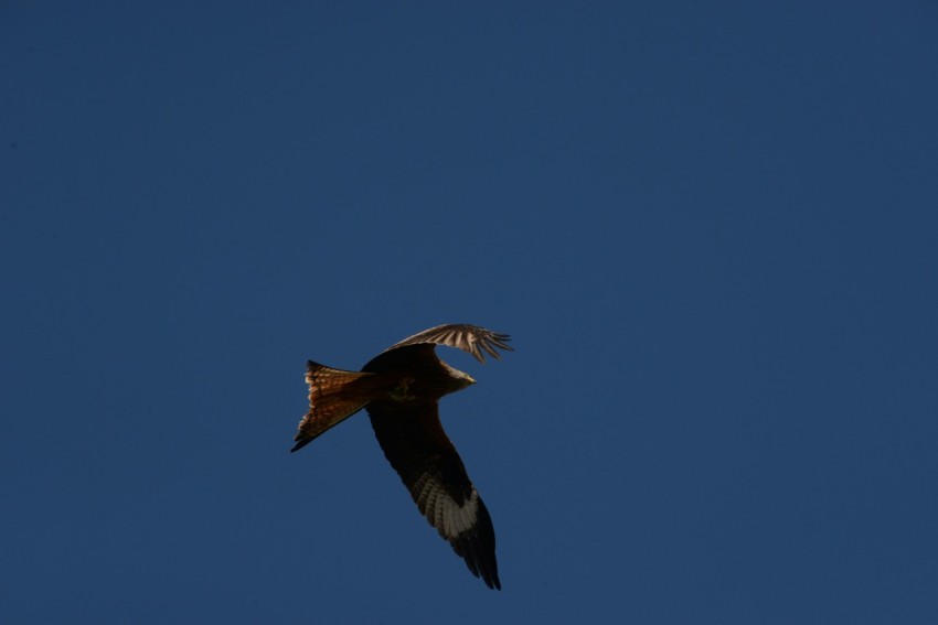 a large bird flying through a blue sky