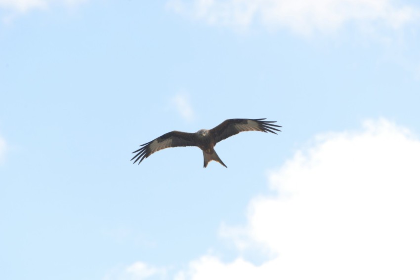 a large bird flying through a cloudy blue sky