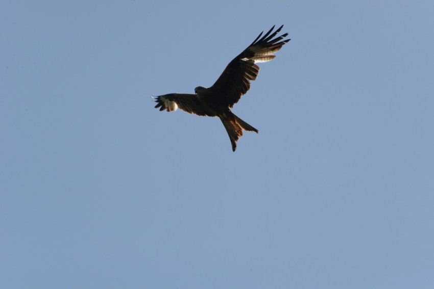 a large bird flying through a blue sky