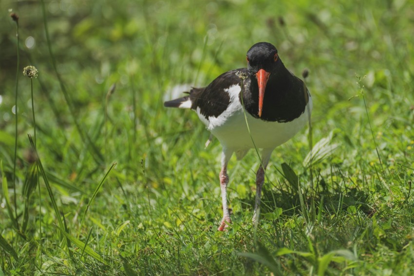 a black and white bird standing in the grass