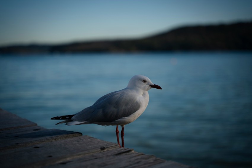 a seagull is standing on a dock by the water