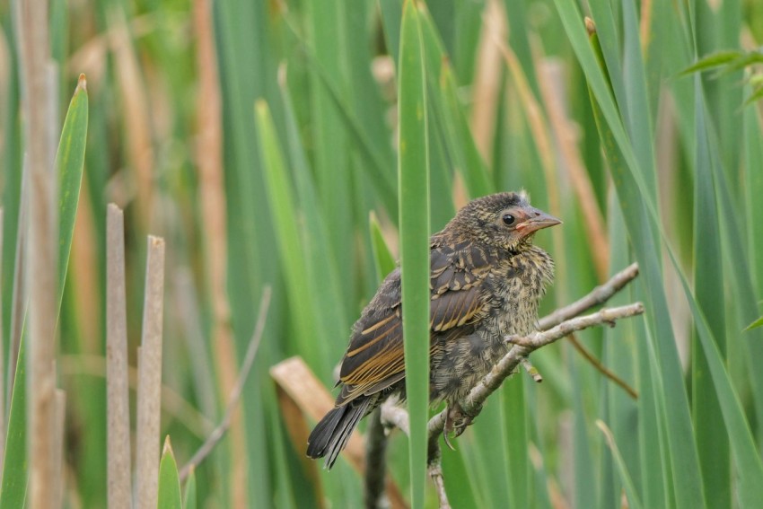 a small bird sitting on a branch in the grass