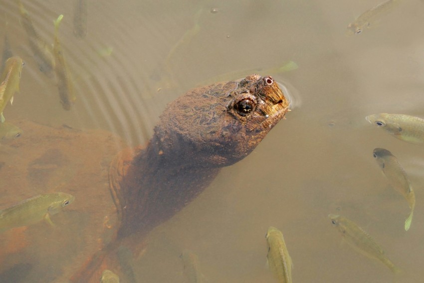 a group of fish swimming in a pond