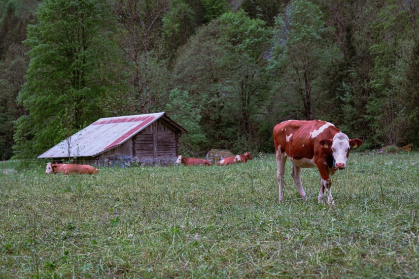 a brown and white cow standing on top of a lush green field