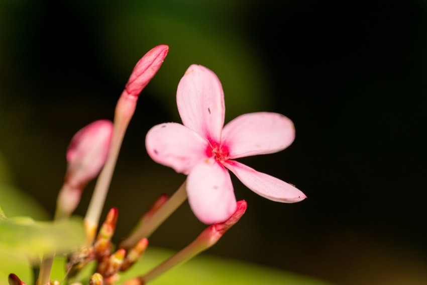 a close up of a pink flower on a plant