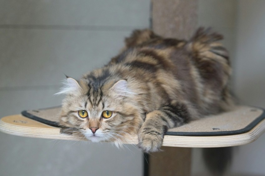 a cat laying on top of a wooden table