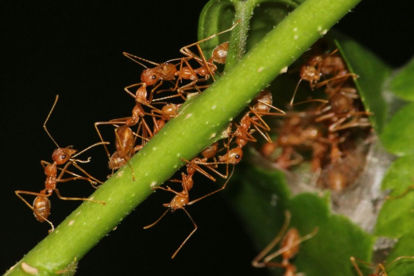 a group of ants crawling on a green plant