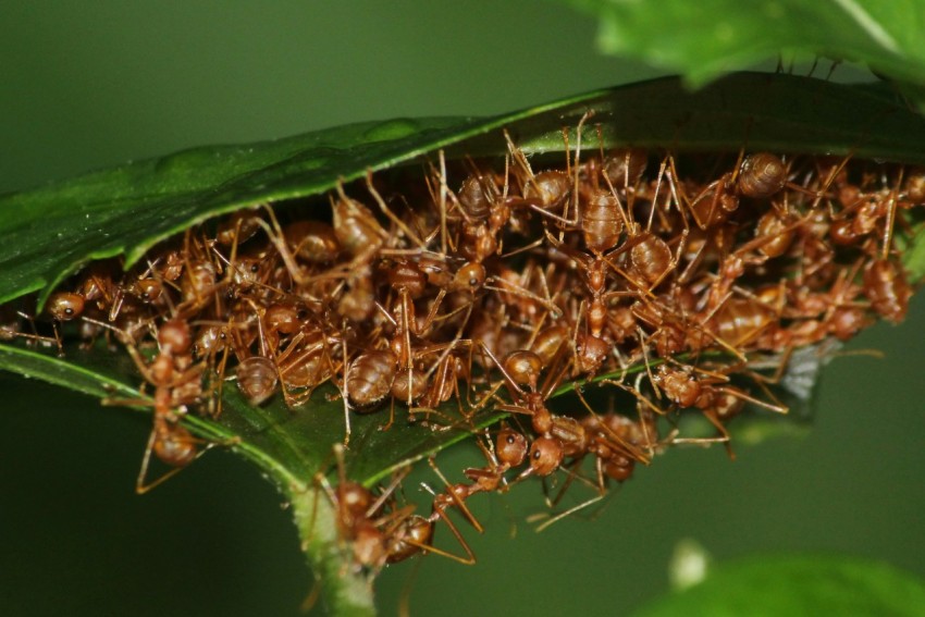 a close up of a group of ants on a leaf