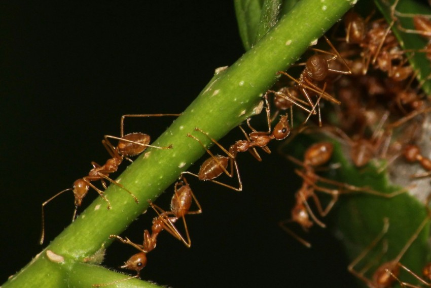 a group of ants on a green plant