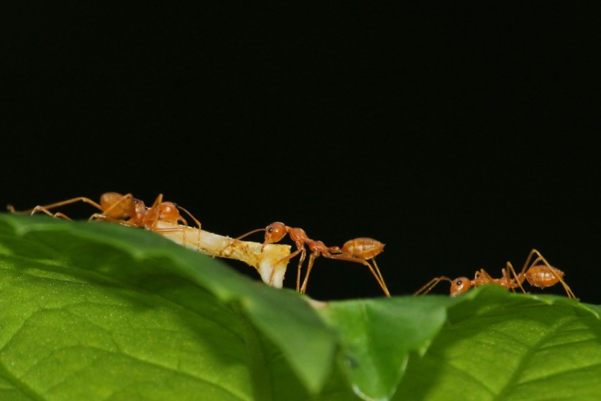 a group of ants standing on top of a green leaf