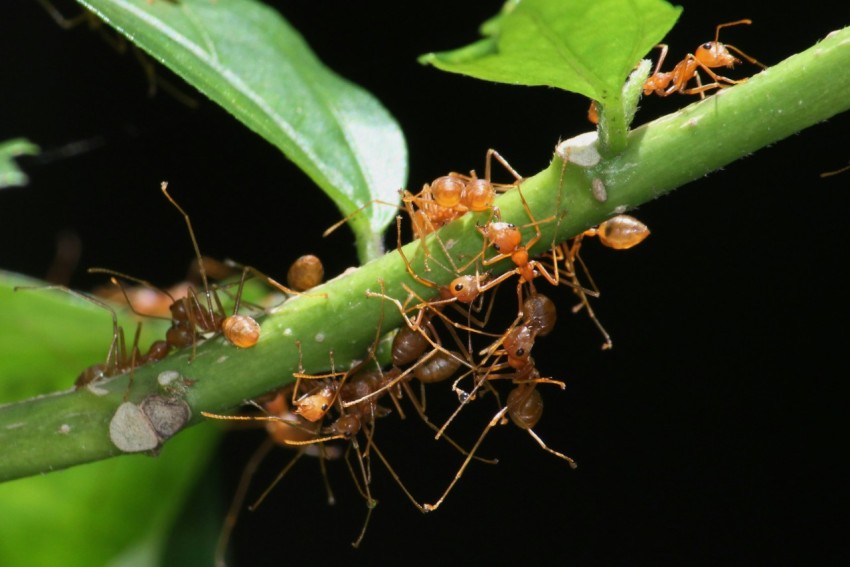 a group of ants crawling on a plant