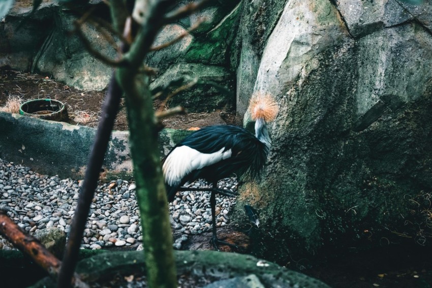 a black and white bird sitting on top of a rock