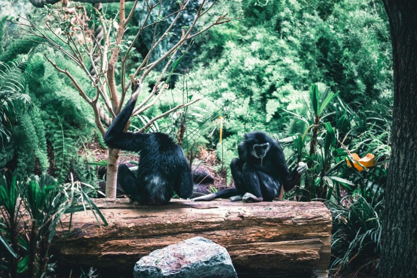 a group of monkeys sitting on top of a log