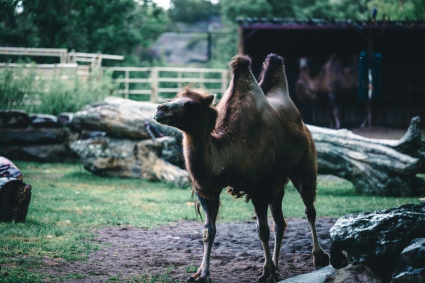 a camel standing in the middle of a field