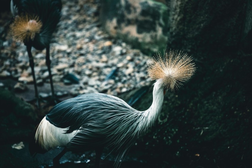 a large bird standing next to a tree