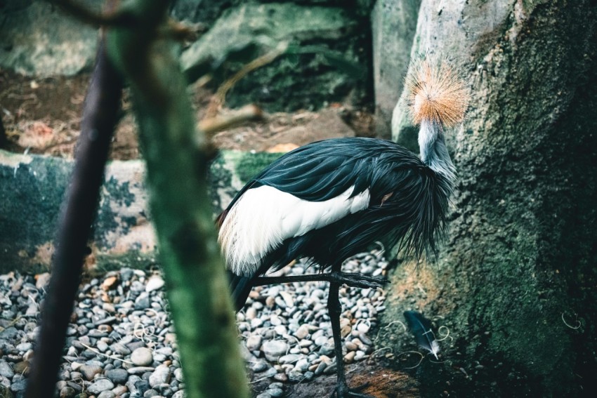 a black and white bird sitting on a metal chair 1y