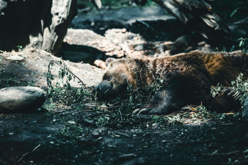 a brown bear laying on the ground in the woods