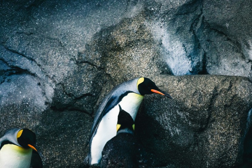 a couple of penguins standing next to each other