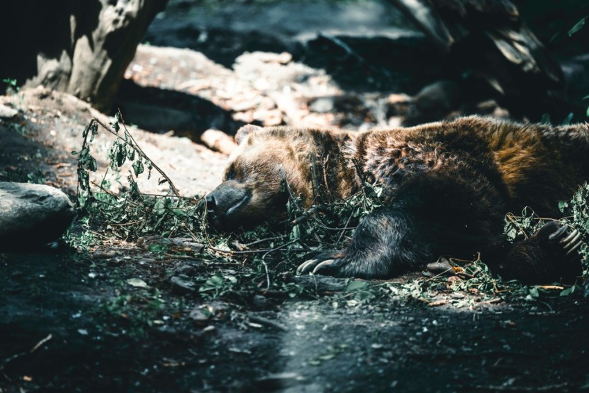 a brown bear laying on its back in the woods