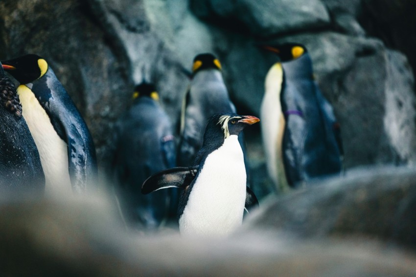 a group of penguins standing next to each other