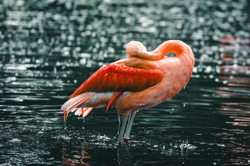 a flamingo standing in a body of water