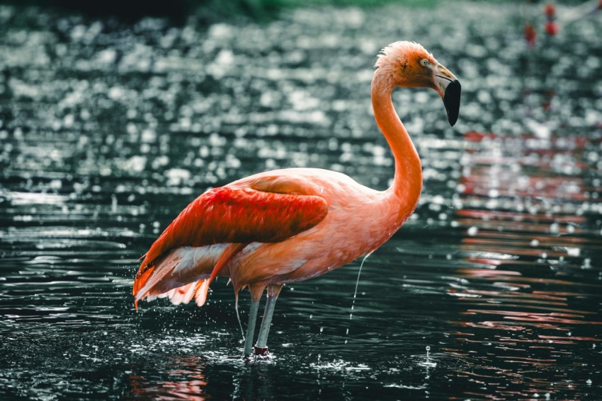 a flamingo wading in a body of water