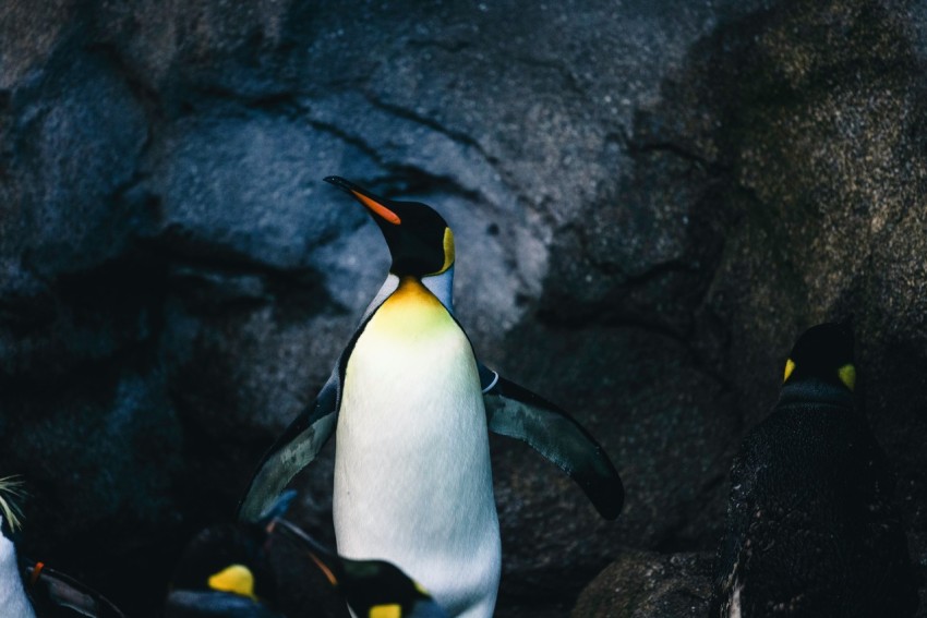 a group of penguins standing next to each other