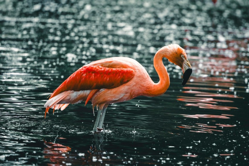 a pink flamingo is standing in the water