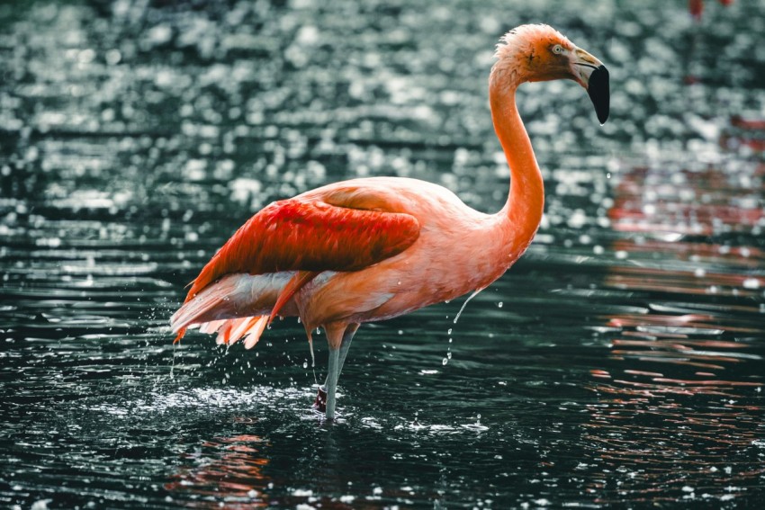 a pink flamingo wading in a body of water