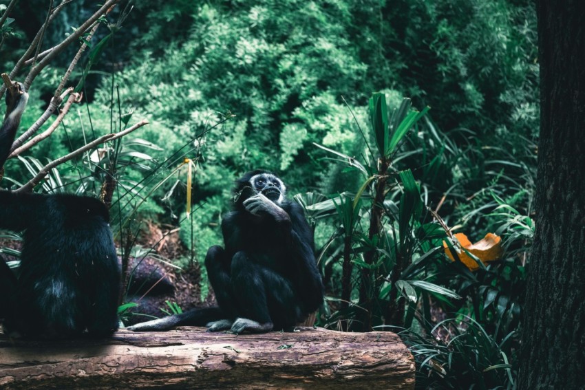 two large black birds sitting on a log in a forest