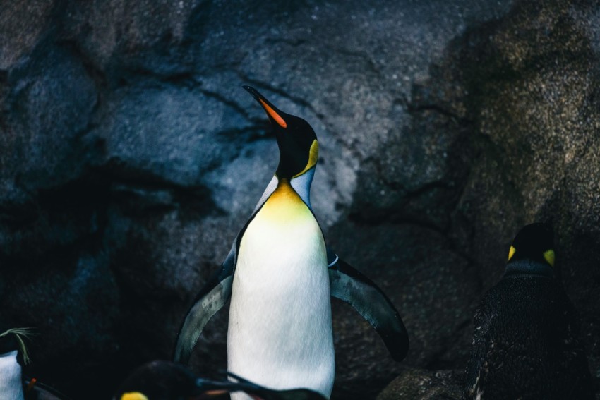 a group of penguins standing next to each other HXCS0