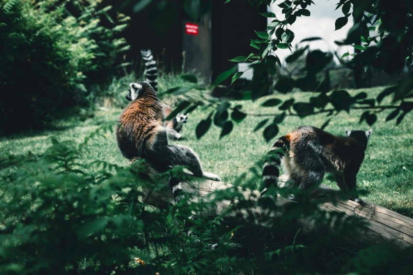 a couple of cats sitting on top of a lush green field