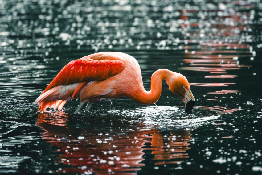 a flamingo in the water with its head in the water