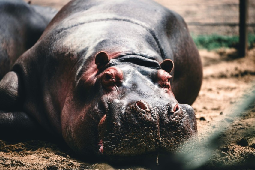 a hippopotamus laying down in the dirt