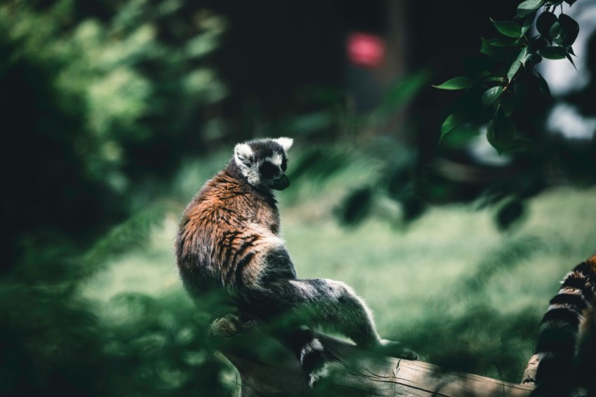 a cat sitting on top of a tree stump