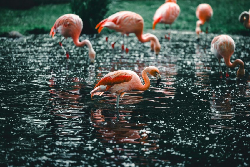 a flock of flamingos standing on top of a body of water