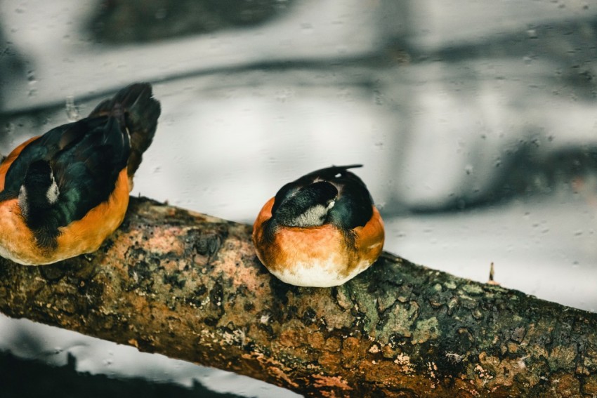 two birds sitting on a tree branch in the snow GPg