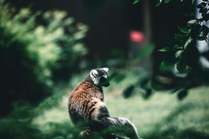 a small animal sitting on top of a tree branch