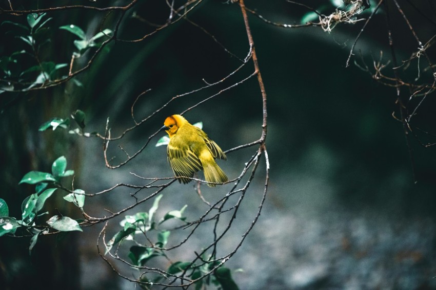 a small yellow bird perched on a tree branch