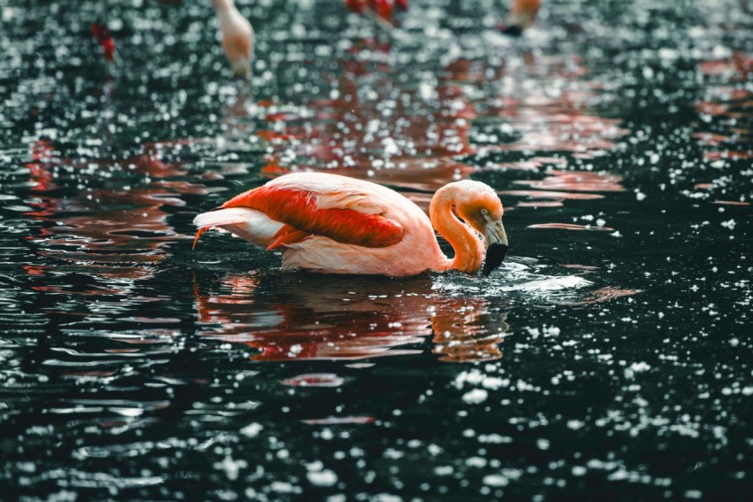 a group of flamingos standing on top of a body of water