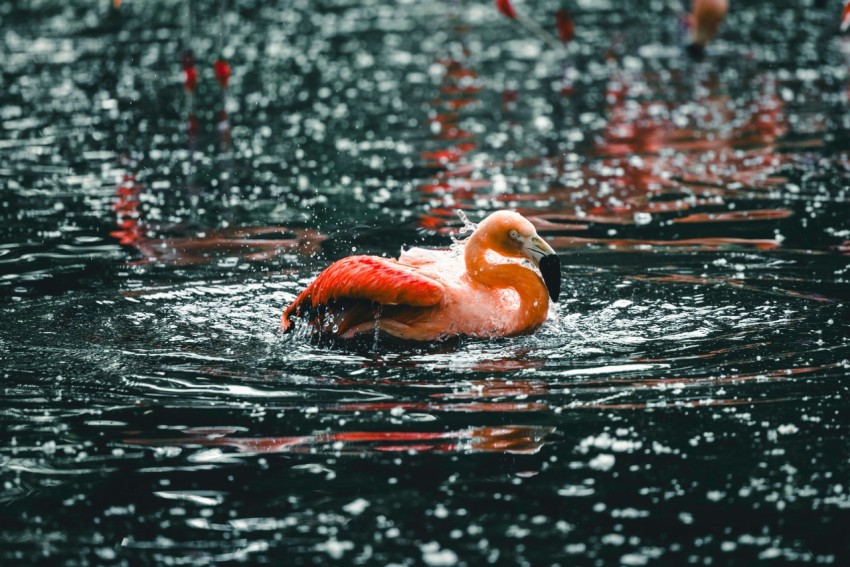 a flamingo swimming in a body of water