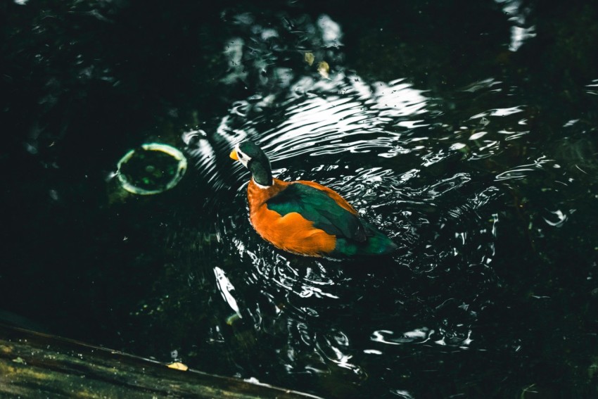 an orange and green bird floating on top of a body of water WB50wyTy