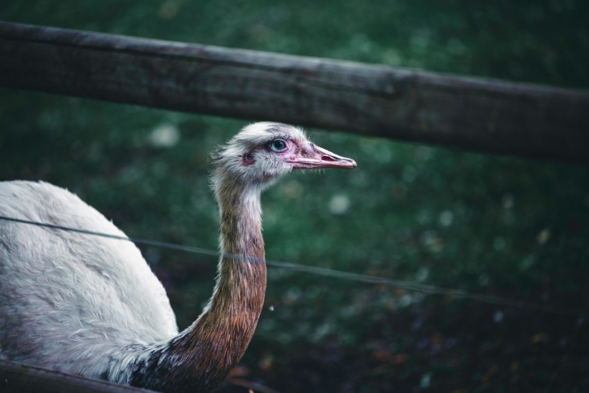 an ostrich standing behind a wooden fence