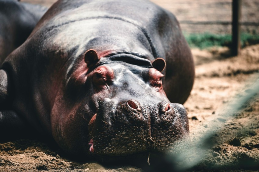 a hippopotamus laying on the ground in an enclosure